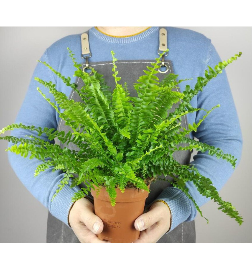 Нефролепис Грин Леди (Папоротник)