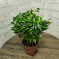 Бөлме өсімдігі «Ficus benjamina kinki»